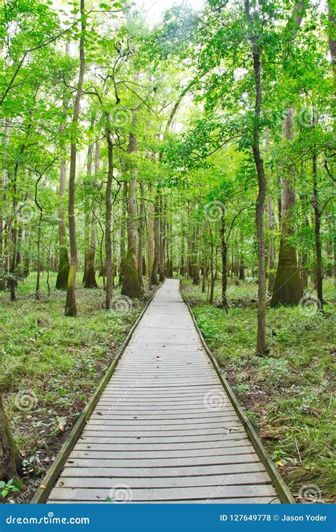 The Boardwalk in Congaree National Park Stock Photo - Image of park, footpath: 127649778