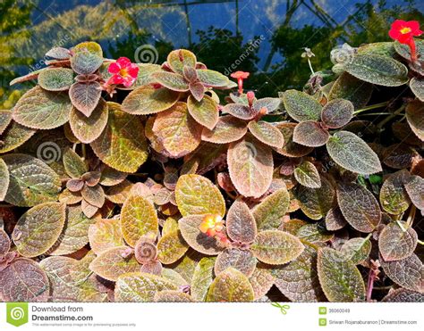 Episcia Or Gesneriaceae Stock Image | CartoonDealer.com #36060049