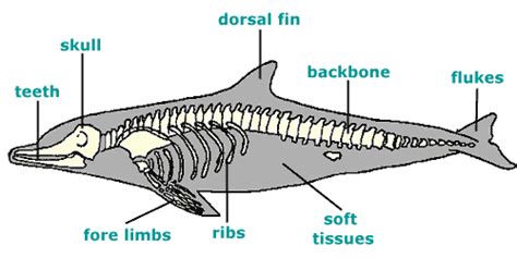 anatomydolphin