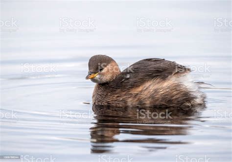 Little Grebe In Winter Plumage Stock Photo - Download Image Now - iStock