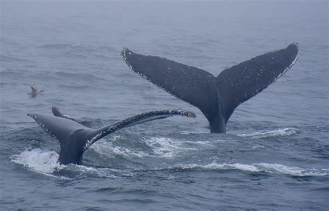 Whales and Barnacles | Save the Whales | Whale Species