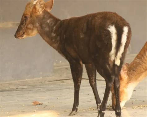 Hairy-fronted muntjac - Facts, Diet, Habitat & Pictures on Animalia.bio