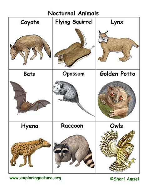 Nocturnal Animal Flashcards | Nocturnal animals, Nocturnal animals activities, Diurnal animals