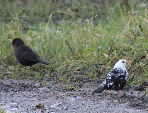 Extraordinary white blackbird photographed in Offaly - Offaly Live