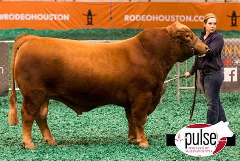 Houston Livestock Show – American Red Brangus Bulls | The Pulse