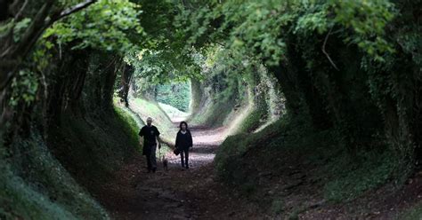 Sussex's stunning autumn walks across Chichester's South Downs with ...