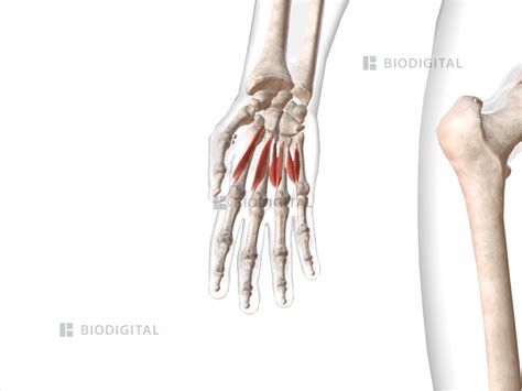 Lumbrical muscles of right hand | BioDigital Anatomy