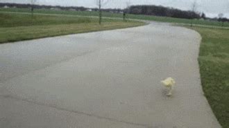 daisy duck | GIF | PrimoGIF