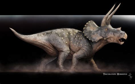 Triceratops Wallpapers - Wallpaper Cave