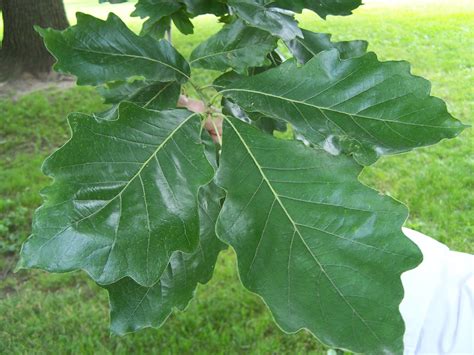 Oak, Swamp White #5 (Quercus bicolor) - Scioto Gardens Nursery