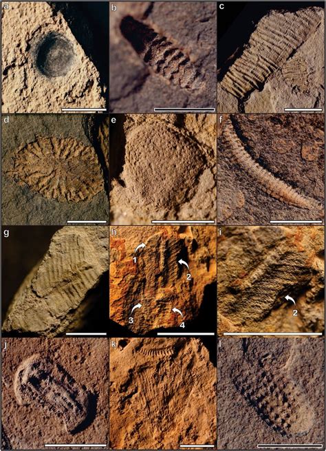 Ediacaran fossils from the Kushk Series, Kushk and Chahmir areas. (a ...