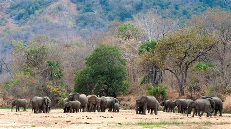 Niassa reserve, top African wildlife park, celebrates full year with no ...