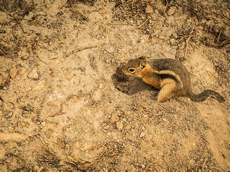 390+ Chipmunk Burrow Stock Photos, Pictures & Royalty-Free Images - iStock