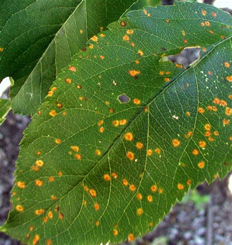Cedar-apple rust | Fungal Spores, Infection & Control | Britannica