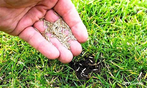 Perennial Ryegrass Seeds