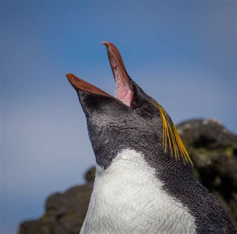 Macaroni Penguin Shouts and Shows Inside of Mouth Stock Photo - Image ...