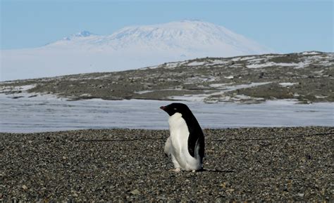 A rare penguin washes up on a New Zealand beach – The Hill