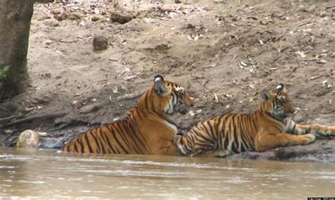 India's New Tiger Reserve Within Sathyamangalam Wildlife Sanctuary Will ...