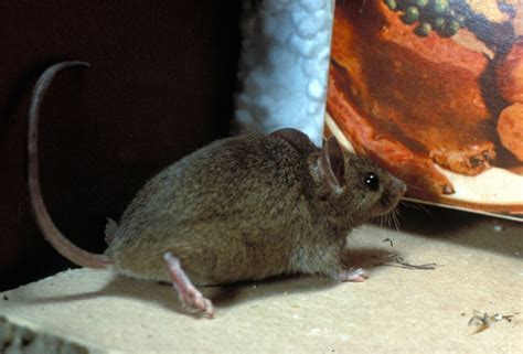 House Mouse (Mus musculus)