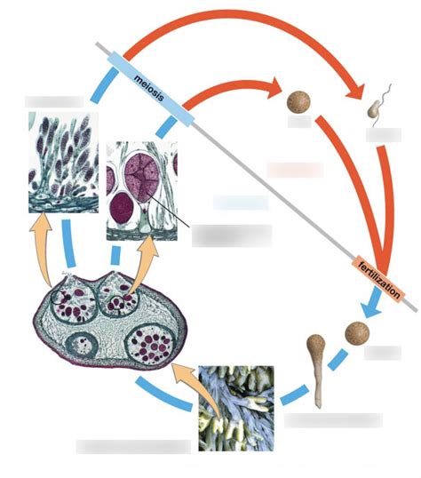 Lab 3: Fucus life cycle Diagram | Quizlet