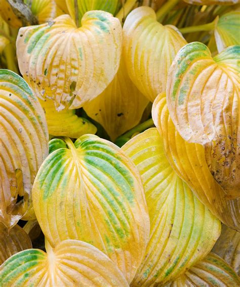 Why are my hostas turning yellow? The reasons and solutions | Homes & Gardens