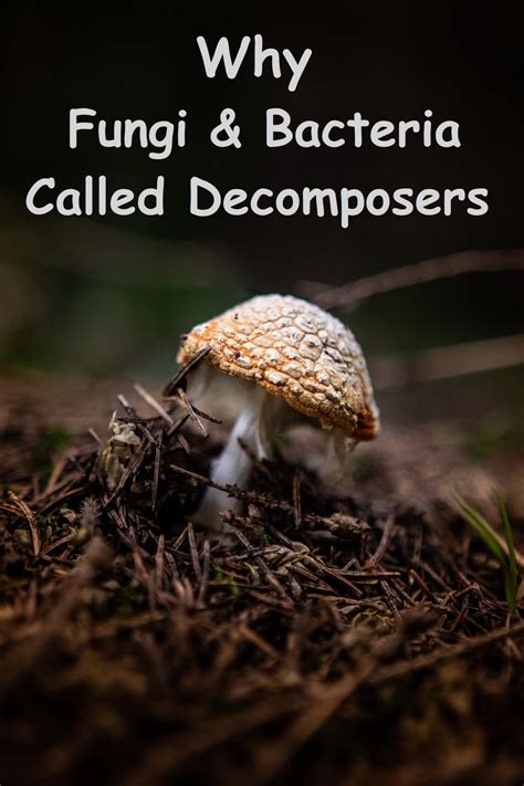 Top 110 + Decomposer animals examples - Lestwinsonline.com