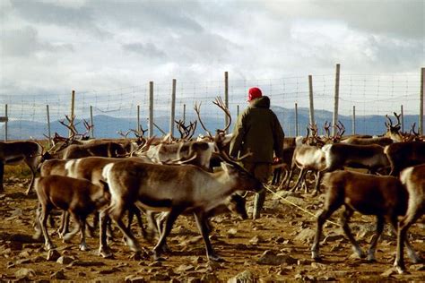 Reindeer: ancient migration routes disrupted by roads, dams – and now ...