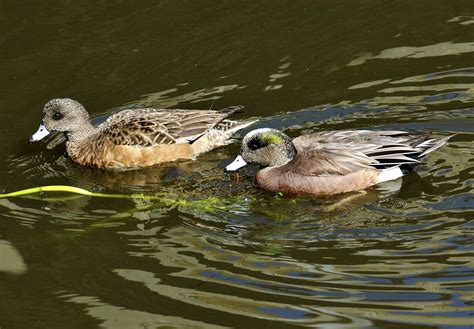 American wigeon (drake and duck), one of the native Kansas ducks ...