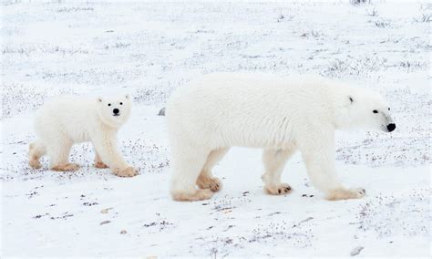 ArcNet: protecting marine biodiversity in the Arctic | Projects | WWF