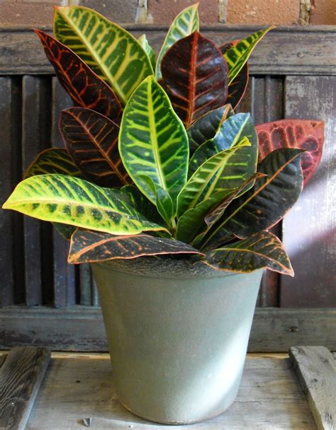 Tropical Indoor House Plants Pictures : Easy Indoor Tropicals ...