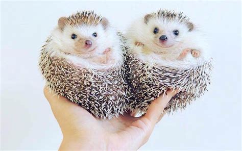 Breeding Hedgehogs: The Ultimate Guide