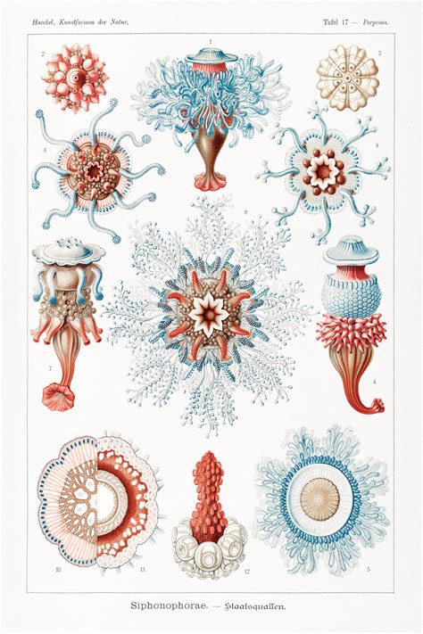 Vintage Scientific Illustration of Hydrozoans in Shades of Red and Blue ...