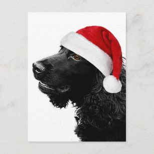 Black Cocker Spaniel Postcards Christmas Christmas Cards | Zazzle - 100 ...