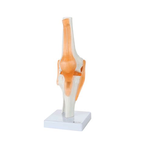 Axis Scientific Human Knee Joint with Functional Ligaments Anatomy Model | Human knee, Knee ...