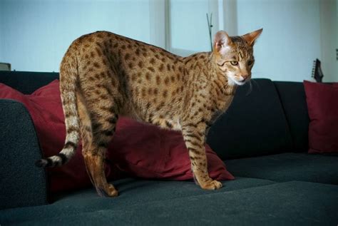 Most Expensive Cat: 20 Costliest Cat Breeds of All Time