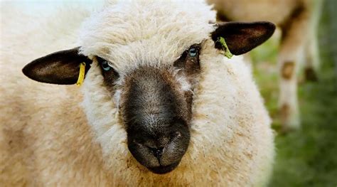 Hampshire Sheep Breed Information, History & Facts - SheepCaretaker