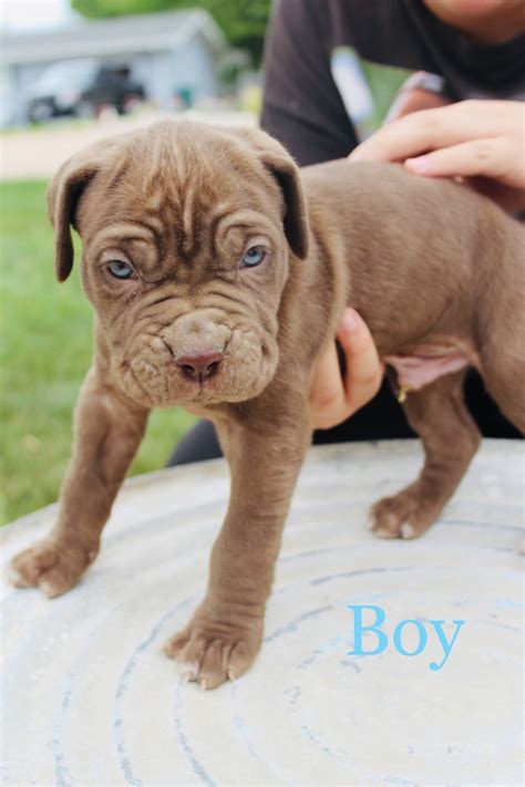 Neapolitan Mastiff Puppies For Sale | Sterling, CO #331524