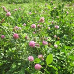 Medium Red Clover Seeds, Trifolium pratense | American Meadows