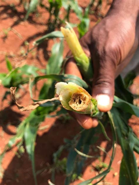 Maize stem diseases - Cropserve