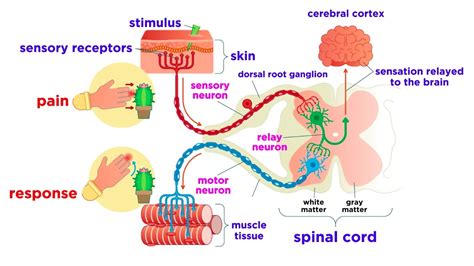 Sensory Receptors Diagram