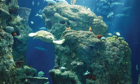 South Carolina Aquarium (2022) | Admission, Hours, Photos & Events