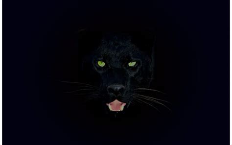 Panther Animal Wallpapers - Top Free Panther Animal Backgrounds ...