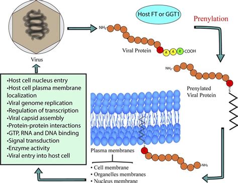 Prenylation of viral proteins by enzymes of the host: Virus‐driven rationale for therapy with ...