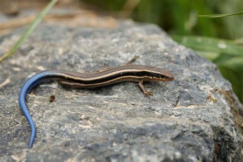 What Is The Blue Tailed Mole Skink? - defendersblog