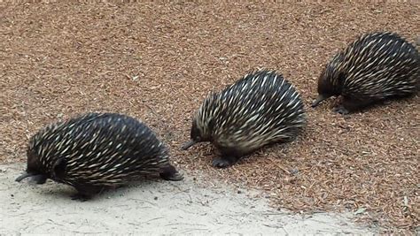 Echidnas line up for love in a bizarre mating ritual revealed at ...