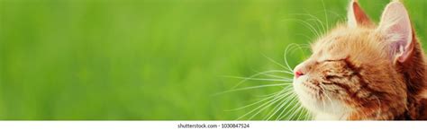 40,475 Cat Garden Flowers Images, Stock Photos & Vectors | Shutterstock