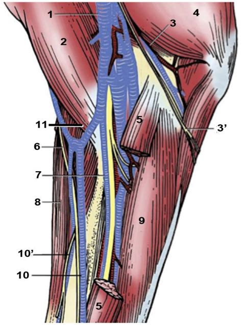 Part 3: Proximal Thoracic Limb – Dissection Lab Guide for Ungulate Anatomy