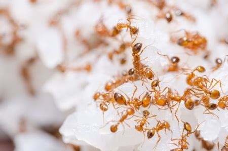 Fire Ant Prevention Tips | Tucson Fire Ant Control