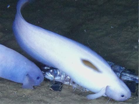 Three new species of snailfish discovered in deep sea | Shropshire Star