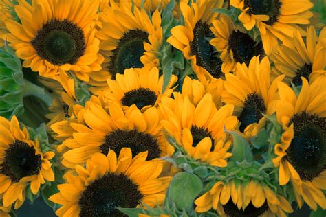 Download Sunflower Wallpaper